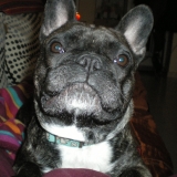 DOLLYE