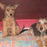 oliver et balto