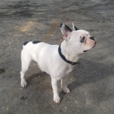 Guido