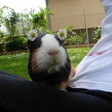 Cooki