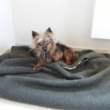 Chipie (mon ange)