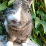 Panpan