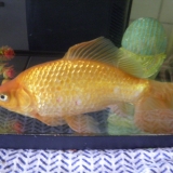 Vermillon