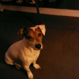 Achille