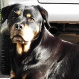 liloo