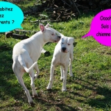 copain