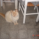 luciole
