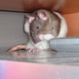 Chairo