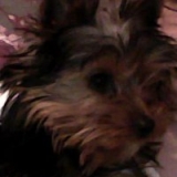 Faxy