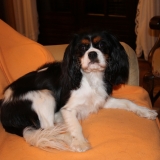Lilie