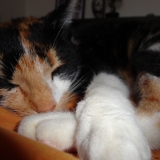 Pompette