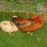 Les habitants du jardin