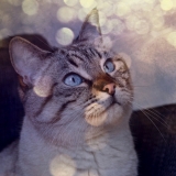 Loly