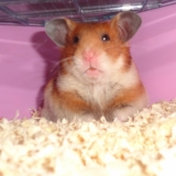 moi