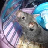 lola