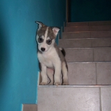 gino