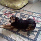 Poppy