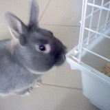 Oggy