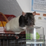 Peewee