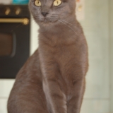 zaya