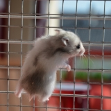 Déjà comme sa mère à grimper partout !