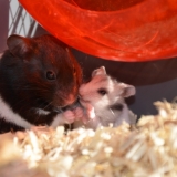 Grr maman tu m'as piqué ma graine!