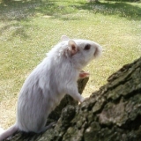 Abysse