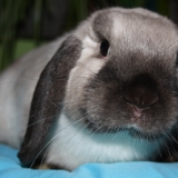 Perle