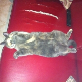 Moïchat