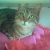 Minette