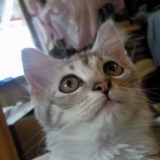 Luna Luna