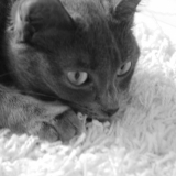 Cambouis