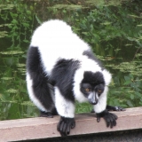 ZoO Pont Scorff 