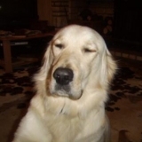 Volko