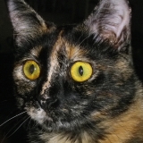 Lilly