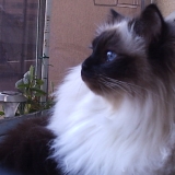 sidonie 