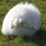 Kooki