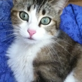Le chat