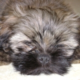 Bouba