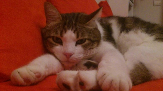 Chat -  - Bulle