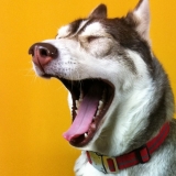 Team des Crazy Husky 