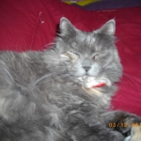 loony