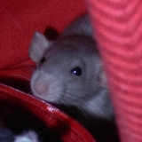 Dewey
