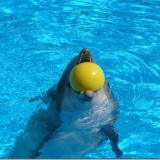 flipper