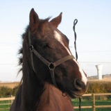 Cheyenne
