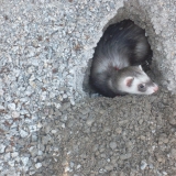 LILOU