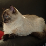 VANILLE