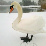 Cygn-cygne et sa famille