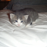 Bouboule