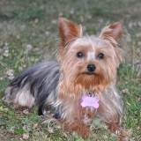 Chipie